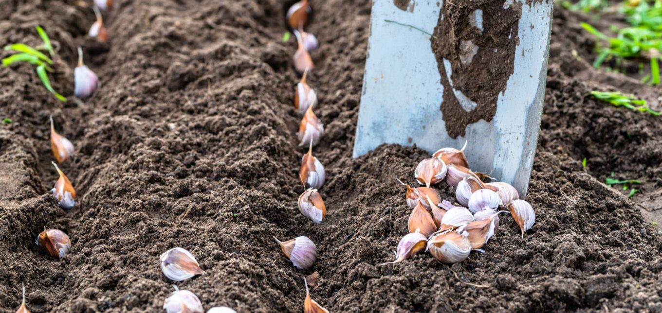 Where to Buy Garlic for Planting & How Much to Plant – Mother Earth News - Vimarsana News